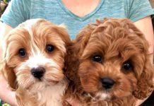 Cavapoo Puppies: Information, Characteristics, Facts, Videos