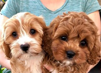 Cavapoo Puppies: Information, Characteristics, Facts, Videos