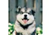 7 Things To Know Before Getting An Alaskan Malamute