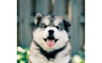 7 Things To Know Before Getting An Alaskan Malamute