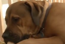 Incompetent Guard Dog Found Sleeping With Drunken Home Intruder