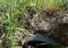 Dog With Broken Legs Lived Alone In A Ditch – Until Someone Saved Her