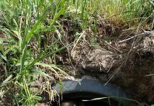 Dog With Broken Legs Lived Alone In A Ditch – Until Someone Saved Her