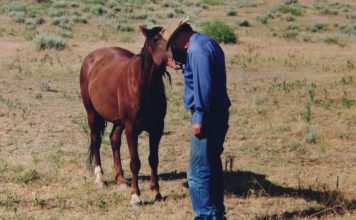 Old Cowboy Dedicates Life To Saving Wild Mustangs In America