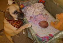 Dogs Meet Their Owner’s Baby For The First Time