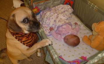 Dogs Meet Their Owner’s Baby For The First Time