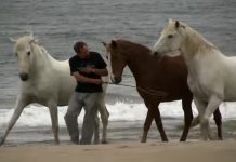 Man Films A Horse Rolling In The Sand