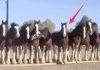 He Asked 11 Horses To Stand In Line. Now Watch What The One In The Middle Does! WHOA!