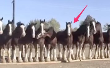 He Asked 11 Horses To Stand In Line. Now Watch What The One In The Middle Does! WHOA!