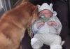 Mom Captures Video Of Her Dog Babysitting Newborn – Viewers Fall In Love