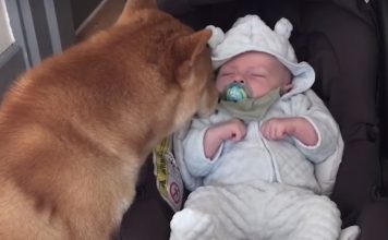 Mom Captures Video Of Her Dog Babysitting Newborn – Viewers Fall In Love