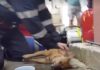 Heroic Firefighter Works Tirelessly To Save A Dog’s Life #dogs #doglovers #puppy #puppies