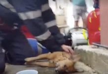 Heroic Firefighter Works Tirelessly To Save A Dog’s Life