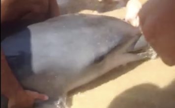Dolphin Swims To The Beach Asking For Help – Bathers Understand Why When They Saw His Face