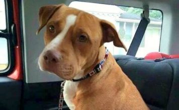 Pit Bull About To Be Adopted Refuses To Leave Shelter Without Tiny Best Friend