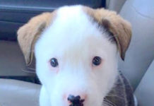 Adorable Puppy Hiccups For The First Time, Panics And Tries To Make It Go Away