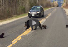 Baby Bear Can’t Keep Up With His Family On The Road, So A Cop Saves The Day