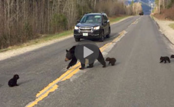 Baby Bear Can’t Keep Up With His Family On The Road, So A Cop Saves The Day