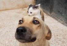 Orphan Kitten Meets Dog Who Lost Her Entire Litter, Becomes The Pup She Never Had