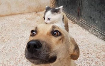 Orphan Kitten Meets Dog Who Lost Her Entire Litter, Becomes The Pup She Never Had