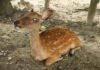 Boy Helps A Blind Deer Find Food Every Day Before School #animals #animallovers #deer