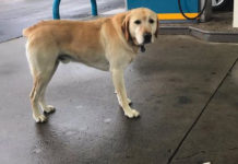 Man Trying To Help Dog Wandering Alone Freezes After Looking At His Tags