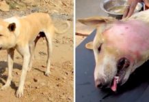 The Sad Story Behind Dog’s Weird Appearance Is Breaking Everyone’s Hearts
