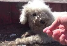 Dog Left For D.e.a.d On Side Of The Road Until Someone Finally Makes Lifesaving Call