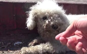 Dog Left For D.e.a.d On Side Of The Road Until Someone Finally Makes Lifesaving Call