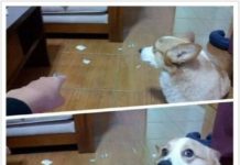 60 Dogs Who Were Caught In The Act With Hilarious Results #dogs #doglovers #puppy #puppies