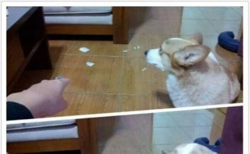 60 Dogs Who Were Caught In The Act With Hilarious Results