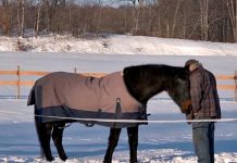 Friendship Between Man And 40-Year-Old Horse Saves Both Their Lives
