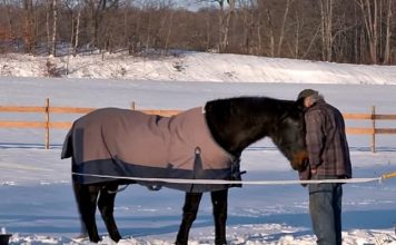 Friendship Between Man And 40-Year-Old Horse Saves Both Their Lives
