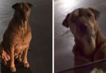 Dog Pretends To Be A Stray To Get Hamburgers