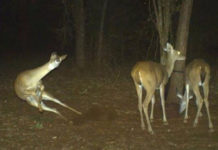 Trail Cams Capture The Most Amazing Things