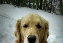 Delivery Man Finds A Dog Hiding In His Van – He Cries Of Laughter When He Realizes The Real Reason Behind It #dogs #doglovers