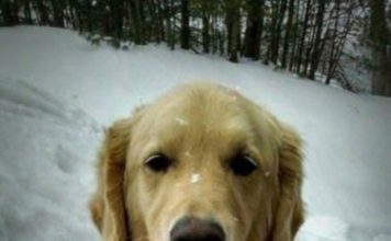 Delivery Man Finds A Dog Hiding In His Van – He Cries Of Laughter When He Realizes The Real Reason Behind It