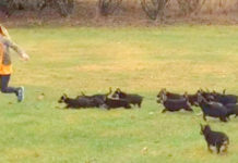 German Shepherd Puppies See Little Girl, Launch The Cutest Puppy-Attack Ever