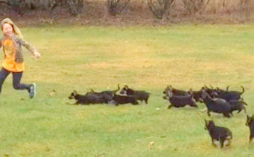 German Shepherd Puppies See Little Girl, Launch The Cutest Puppy-Attack Ever