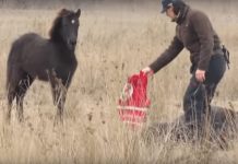 Wild Horse Found In Chains – Watch Him Thanking His Savior