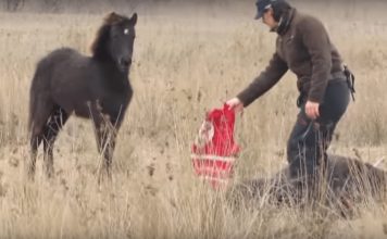 Wild Horse Found In Chains – Watch Him Thanking His Savior