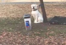 Dog Is Tied To A Tree With A Heart Breaking Note