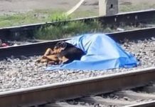 Dog Stands Next To Deceased Owner Showing His Loyalty