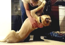 Man’s Bedtime Routine With His Stubborn Bull Mastiff Will Leave You In Hysterics #dogs #doglovers #puppy #puppies