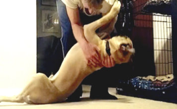 Man’s Bedtime Routine With His Stubborn Bull Mastiff Will Leave You In Hysterics