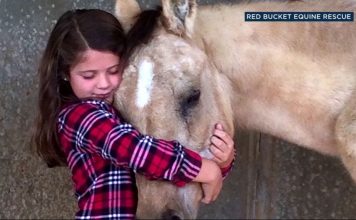 8-Year-Old Girl Gave Up Her Birthday Gifts To Help Abused Horses!