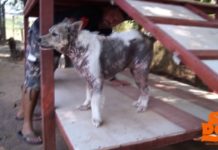 Dog Does Happy Dance Upon Hearing He’s Been Adopted After 4 Long Years At Shelter