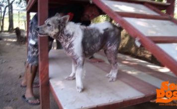 Dog Does Happy Dance Upon Hearing He’s Been Adopted After 4 Long Years At Shelter