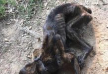 Ex-girlfriend Seeks Revenge And Starves Pup Nearly To Death