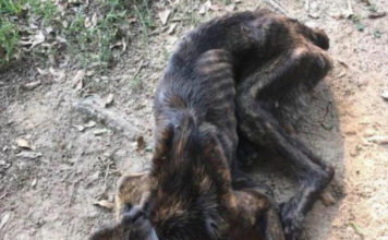 Ex-girlfriend Seeks Revenge And Starves Pup Nearly To Death